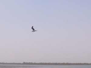 جنگل حرا
