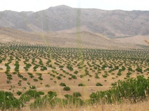 انجیرستان‌های استهبان