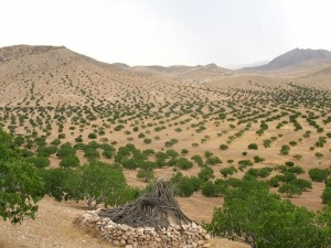 انجیرستان‌های استهبان