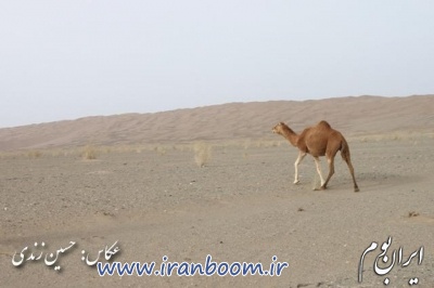 کویر لوت بخش نصرت آباد در استان سیستان و بلوچستان_4