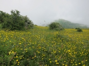 ميناور