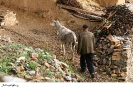 روستای انبوه