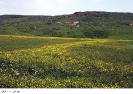 روستای انبوه