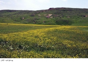 روستای انبوه