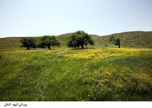 روستای انبوه