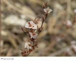 دره وسیه